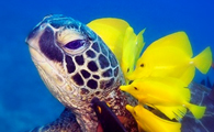 Underwater Photography