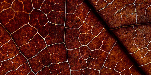 Leaf Textures