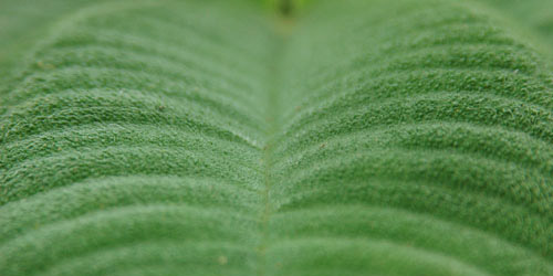 Leaf Textures