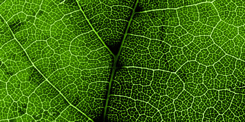 Leaf Textures