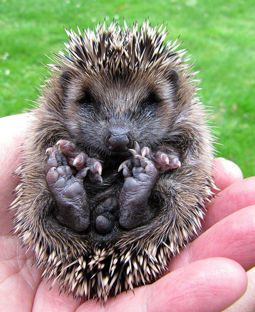 cuddly hedgehog