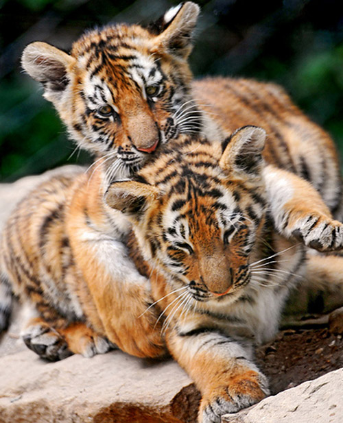 Jaguar Babies