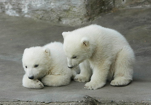 cuddly polar bear