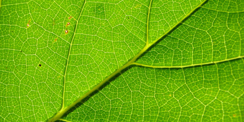 free leaf texture
