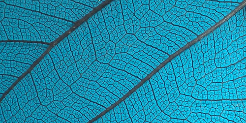 blue leaf texture
