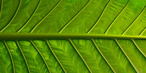 Leaf Textures