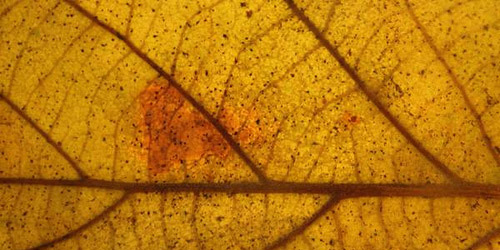 Leaf Textures