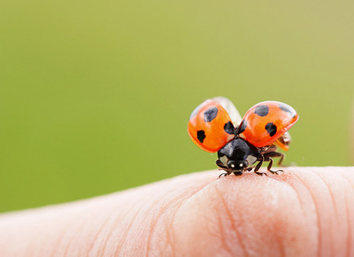 Insect Photography