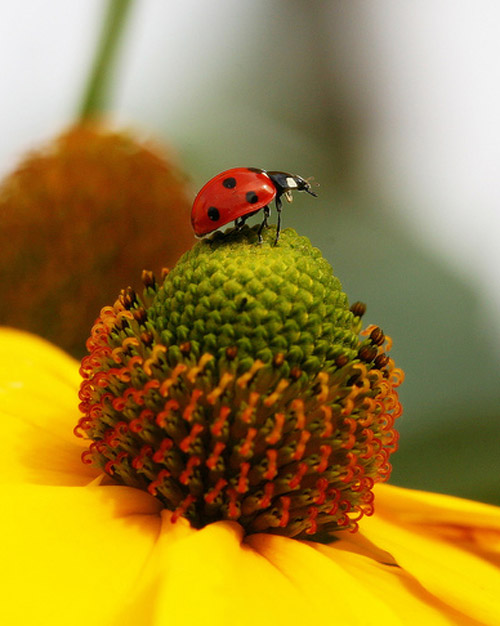 Insect Photography