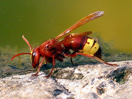 Insect Photography