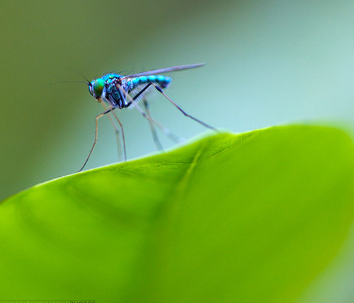 Insect Photography