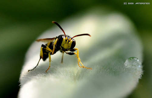 Insect Photography