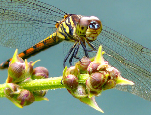 Insect Photography