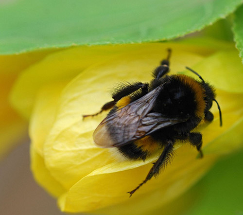 Insect Photography