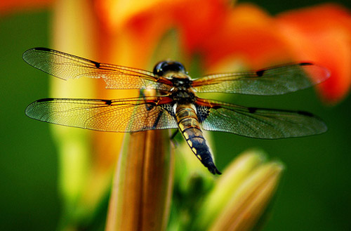 Insect Photography