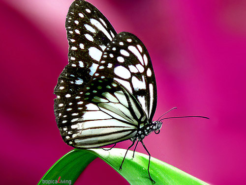 Insect Photography