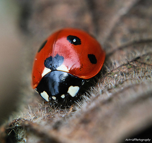 Insect Photography