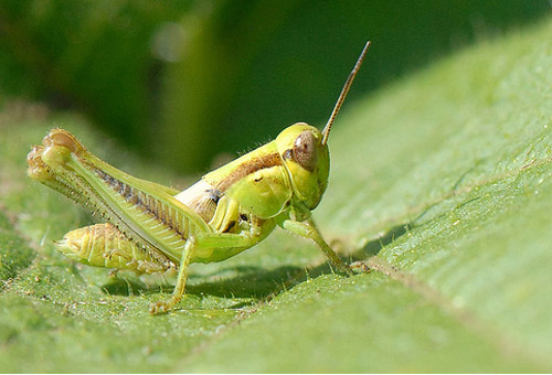 Insect Photography