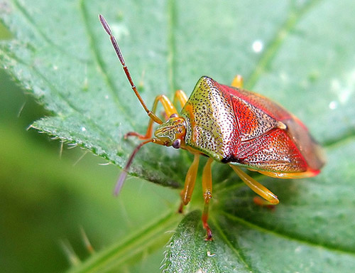 Insect Photography