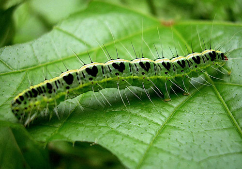 Insect Photography