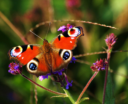 Insect Photography