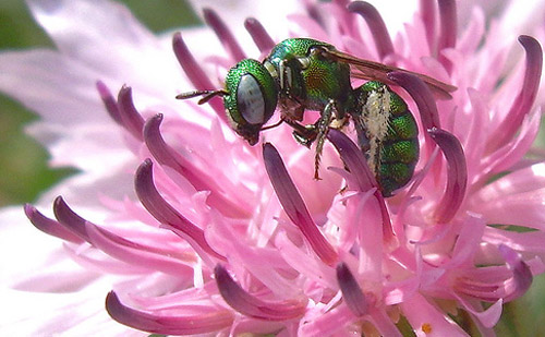 Insect Photography