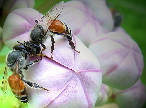 Insect Photography