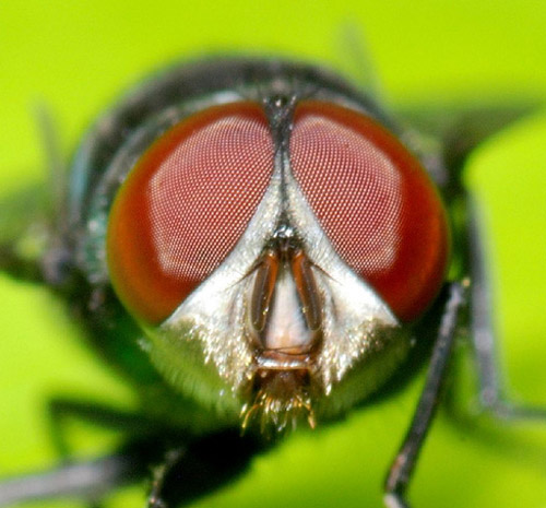 Insect Photography