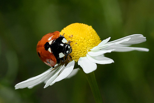 Insect Photography