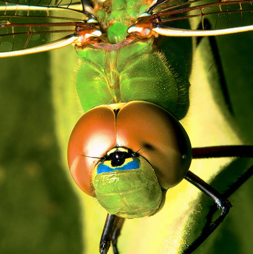 Insect Photography