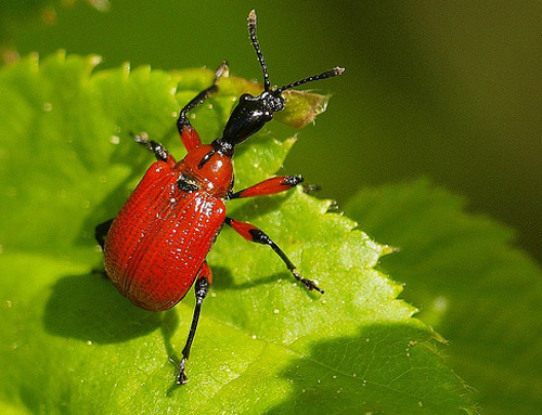 Insect Photography