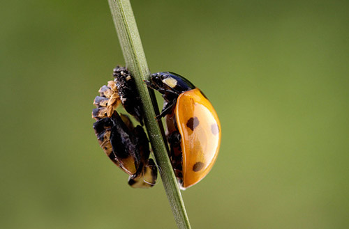 Insect Photography