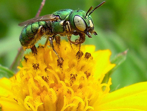 Insect Photography