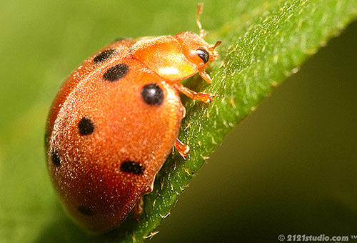 Insect Photography