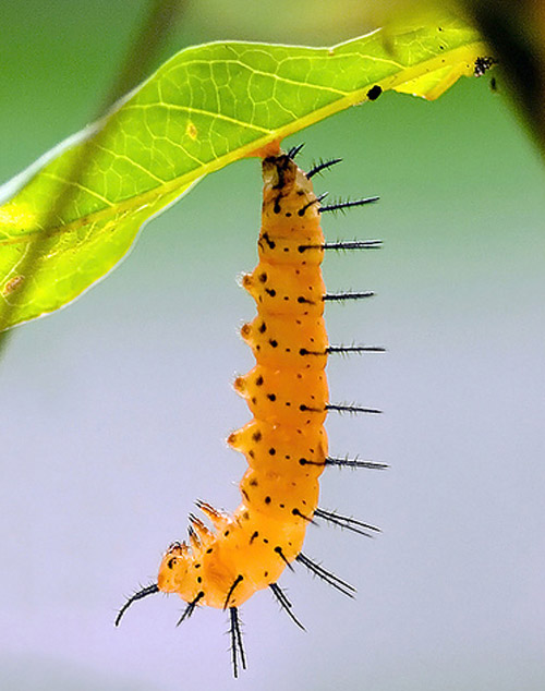 Insect Photography