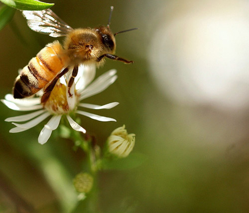 Insect Photography