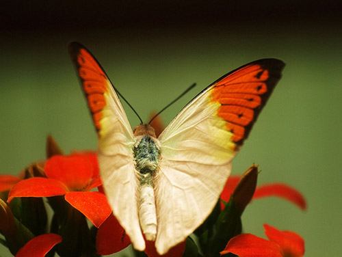 Insect Photography