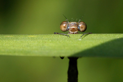 Insect Photography