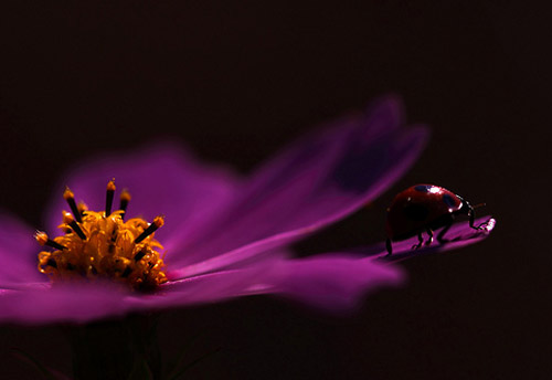 Insect Photography