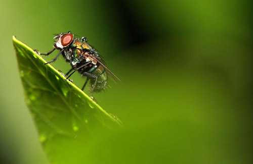 Insect Photography