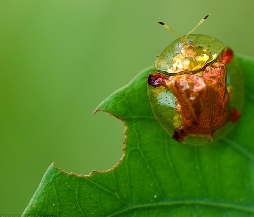 Insect Photography