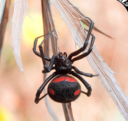 Insect Photography