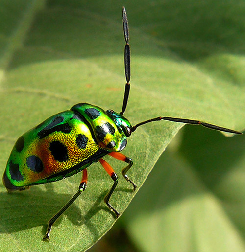 Insect Photography