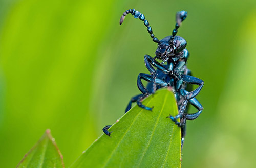 Insect Photography