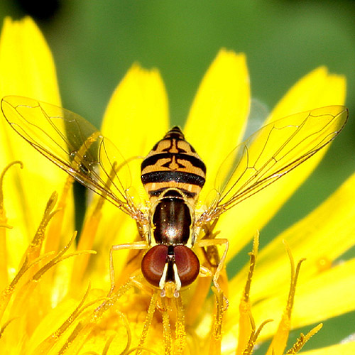 Insect Photography