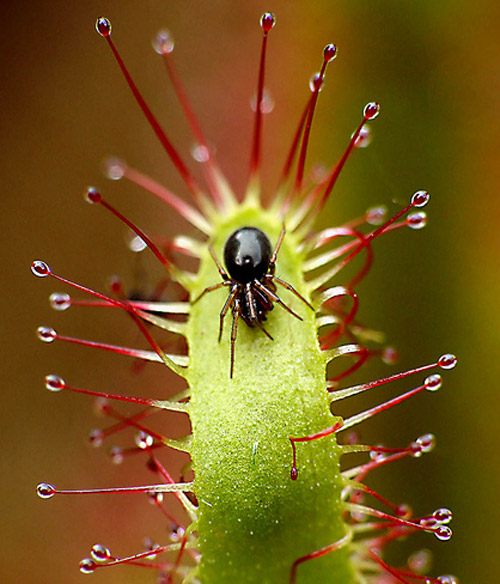 Insect Photography