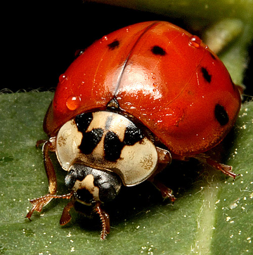 Insect Photography