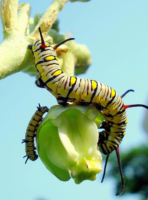 Insect Photography