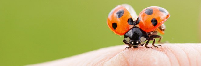 45+ Amazing Insect Shots in Photography