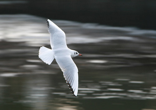 Panning Photography